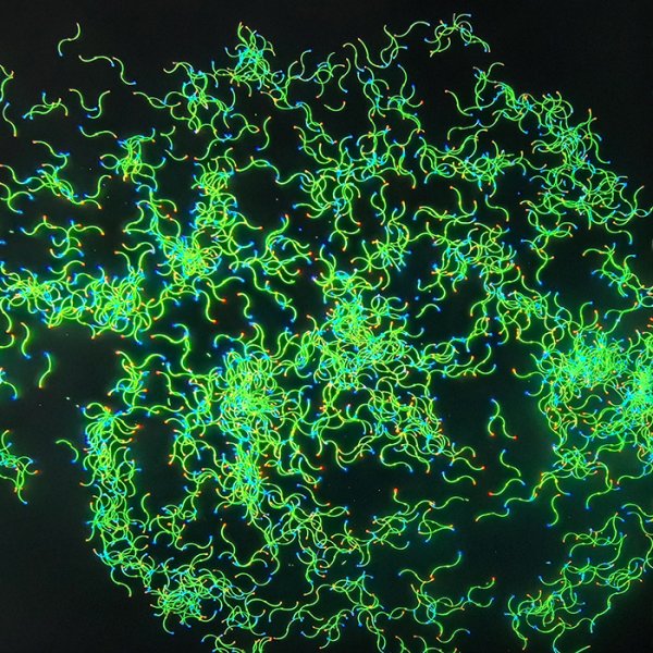 异形分(fēn)段纤维