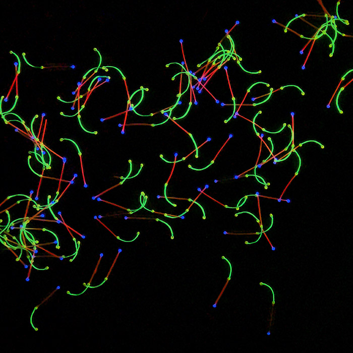 异形分(fēn)段纤维